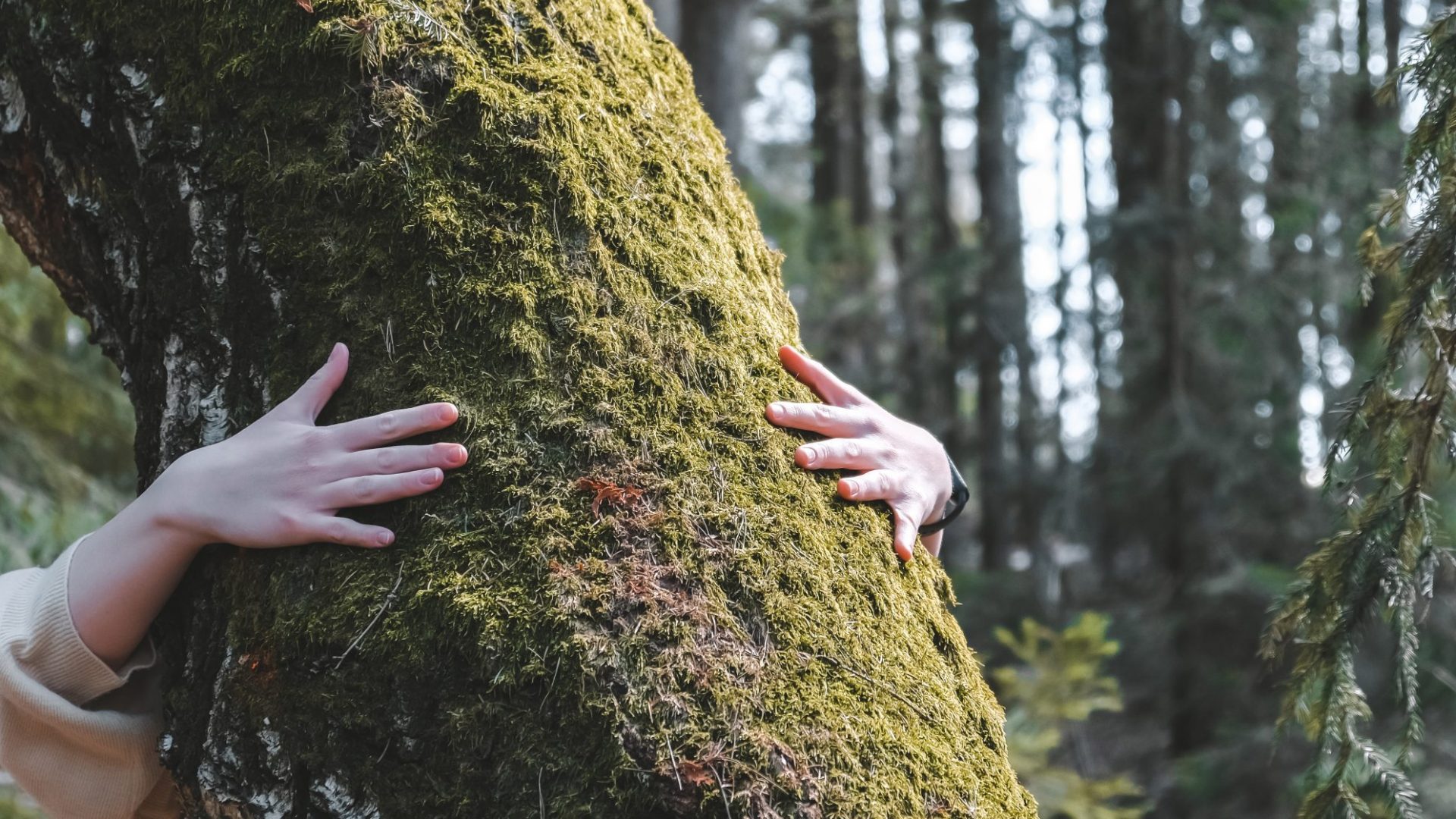 woman love nature hugging a pine tree, no deforestation concept and earth's day celebration,care for the earth, meditation,save our planet for a nice and better future - outdoor leisure activity