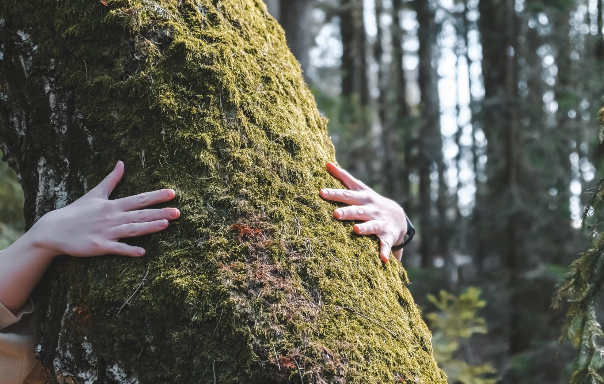 woman love nature hugging a pine tree, no deforestation concept and earth's day celebration,care for the earth, meditation,save our planet for a nice and better future - outdoor leisure activity